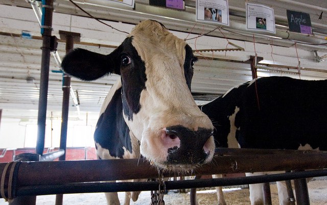 cow