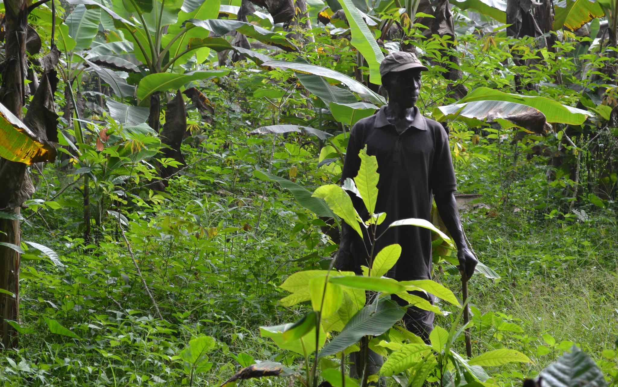 Man wearing baseball cap holding stick standing amid greens