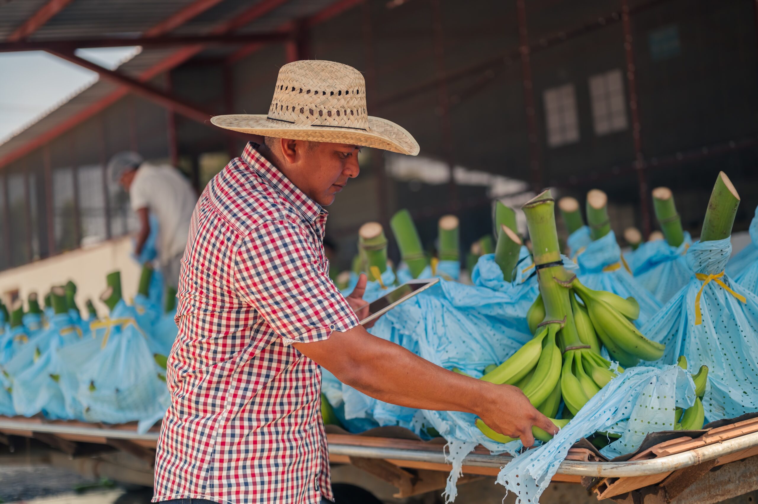 Síntesis de evidencia: Lineamientos para el diseño de programas crediticios agropecuarios condicionados para el fomento de prácticas agropecuarias sostenibles