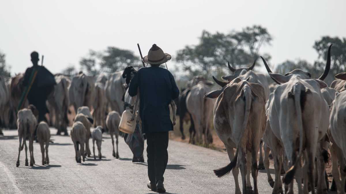 The gendered response to farmer-herder violent conflict in Nigeria